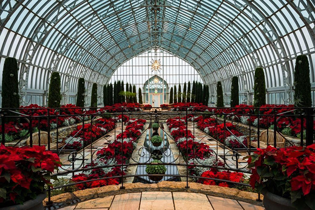 Poinsettias in the Margiorie McNeely Conservatory – St. Paul, MN