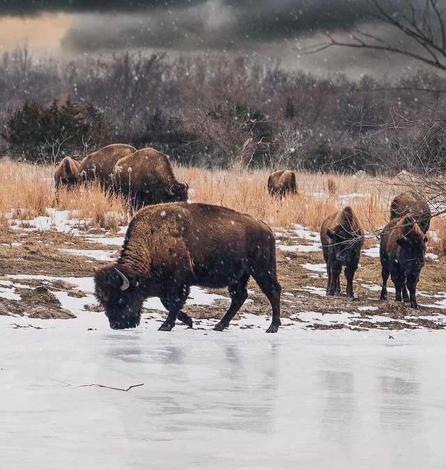 Visit the Bison at Minneopa State Park – Mankato, MN
