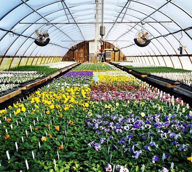 Tangletown Gardens: Regenerative Agriculture on 140 acre Farm in Plato, MN