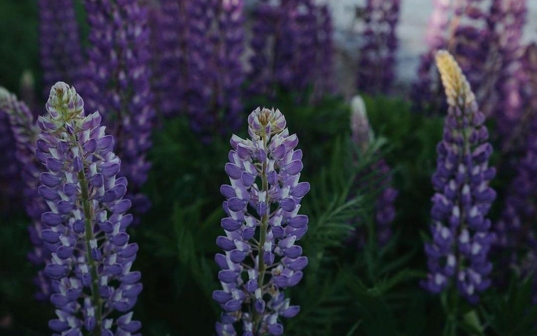 The Lupines are in Bloom and a New Lakewalk is Completely Open and is Magnificent! – Duluth, MN