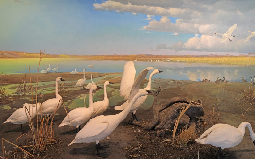 Tundra Swan Watching: Join a Naturalist Caravan through the Whitewater Wildlife Management
