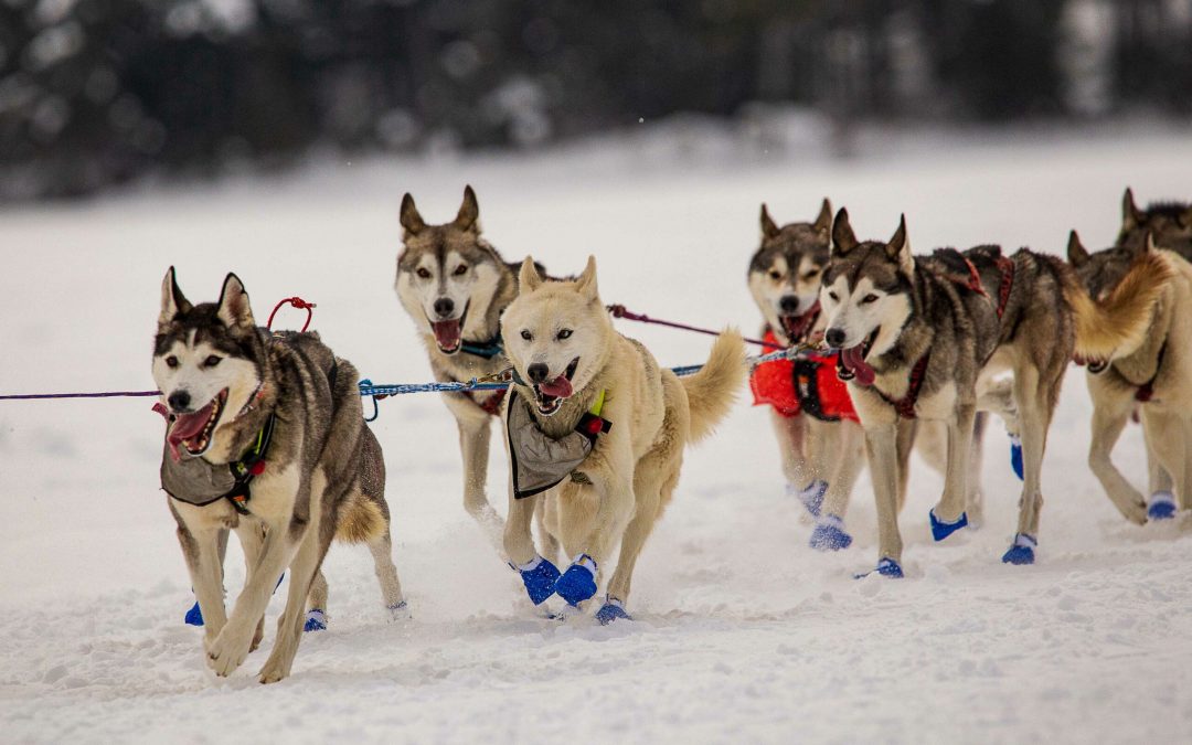 The John Beargrease Sled Dog Marathon – Duluth, MN