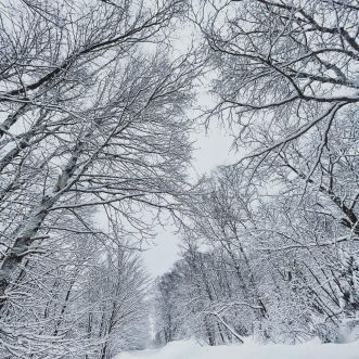 Winter Trail Guide & Conditions – Cook County, MN