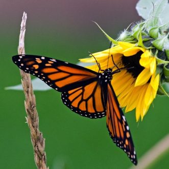 Millions Of Monarch Butterflies Are Headed Straight For Minnesota This Spring