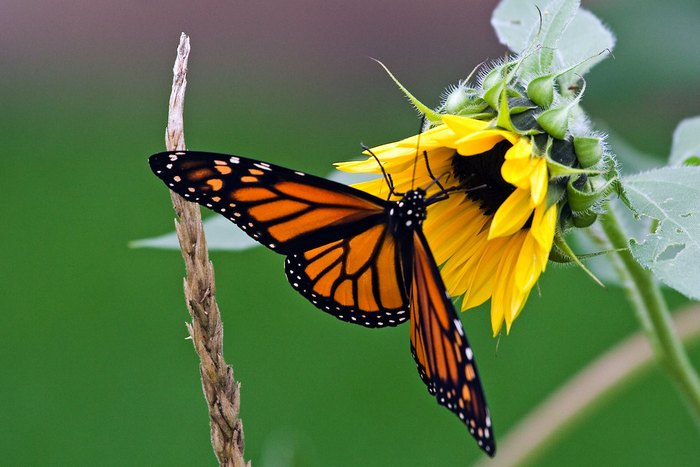 Millions Of Monarch Butterflies Are Headed Straight For Minnesota This Spring