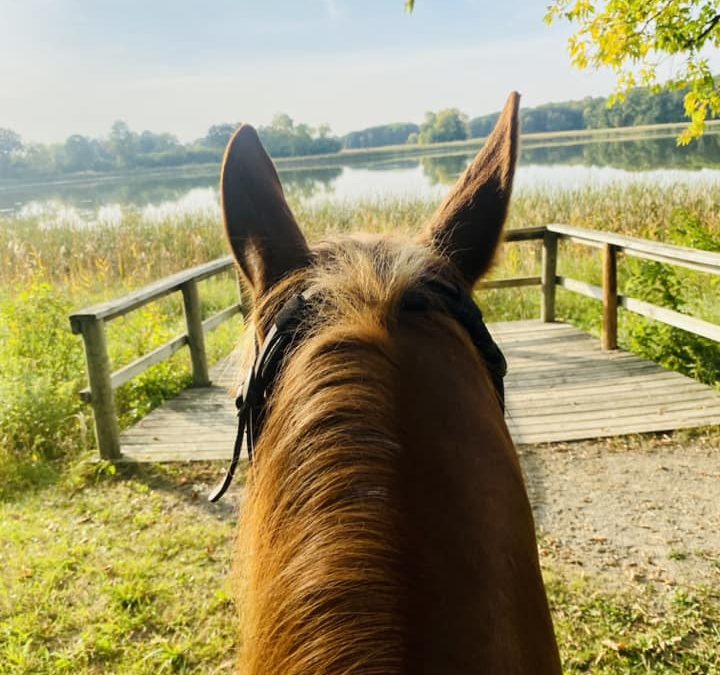 DNMI: Horseback riding is open with over 1,000 miles of Minnesota trails through November 1st!